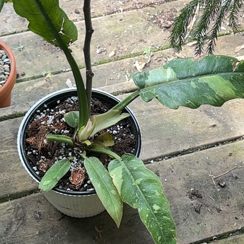 Photo of the plant species Philodendron Ring Of Fire by @EmmyAnenome named Cash on Greg, the plant care app