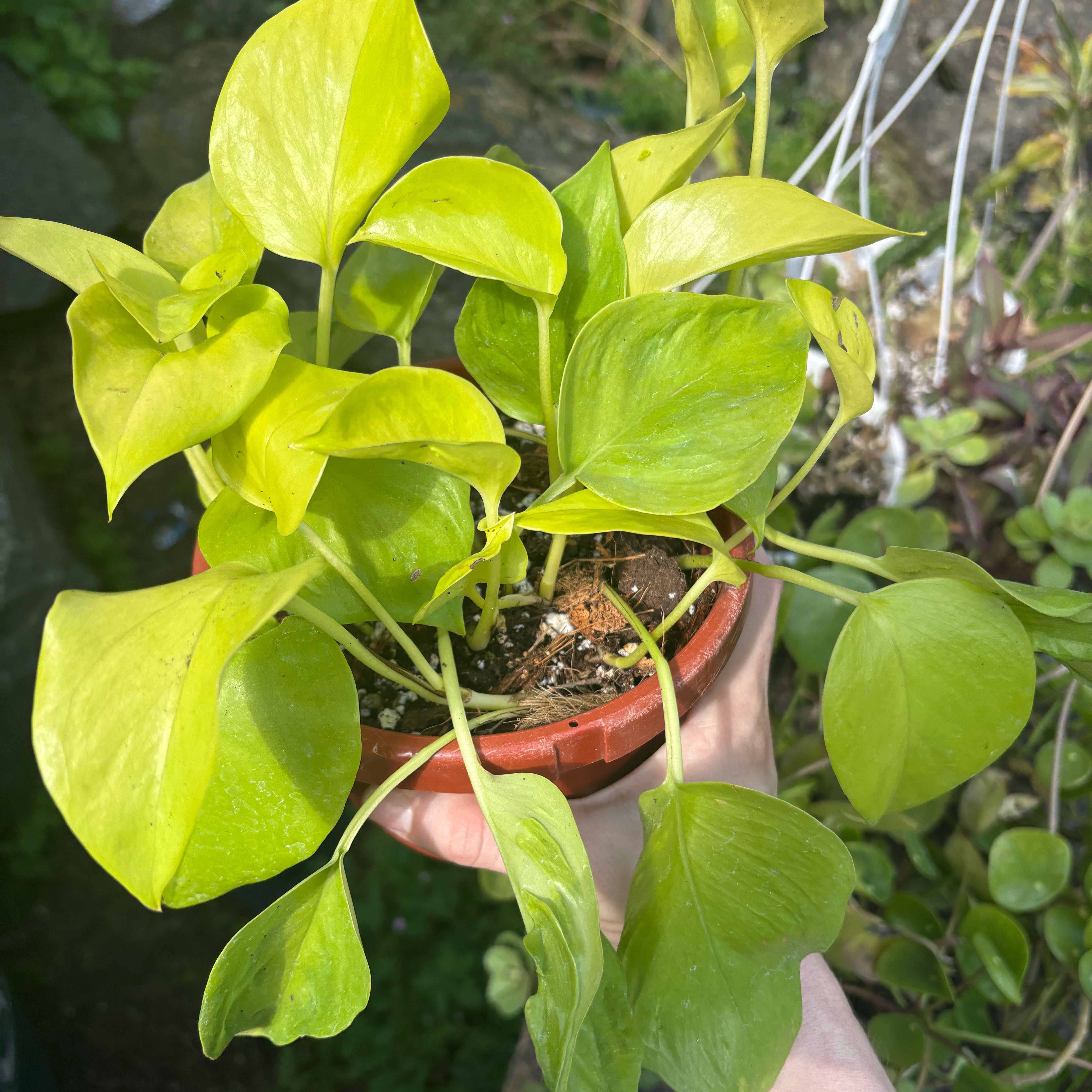 Photo of the plant species Epipremnum aureum 'Champs São Paulo' by @EmmyAnenome named Sonora on Greg, the plant care app