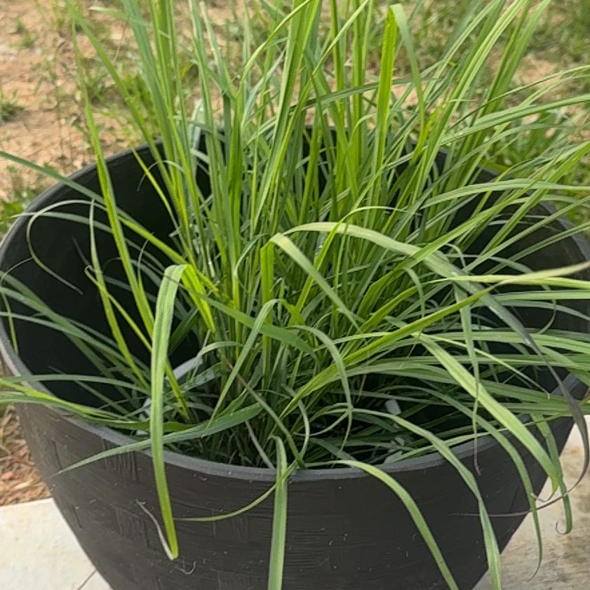 Photo of the plant species Lemon Grass by @RadShyleaf66 named Leaf Erickson on Greg, the plant care app