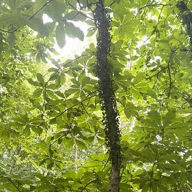 Photo of the plant species Kapok Tree by @RadShyleaf66 named Captain Plant-it on Greg, the plant care app