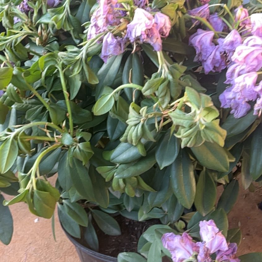 Photo of the plant species Catawba Rhododendron by @pumkinbones named Eva on Greg, the plant care app