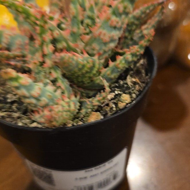 Photo of the plant species Aloe Oik by @CuteRedvein9 named Stella on Greg, the plant care app