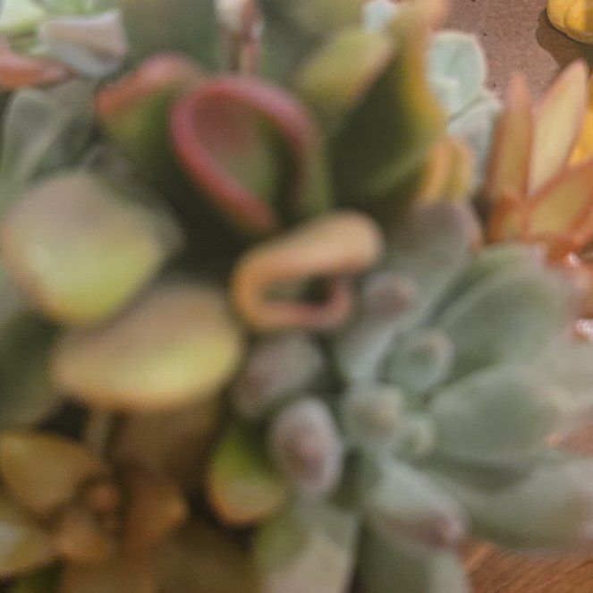 Photo of the plant species Sunrise Succulent by @CuteRedvein9 named Hamilton on Greg, the plant care app