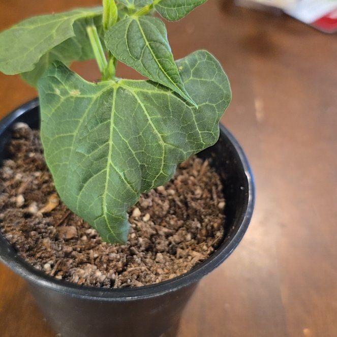 Photo of the plant species Common Bean by @CuteRedvein9 named Navajo on Greg, the plant care app