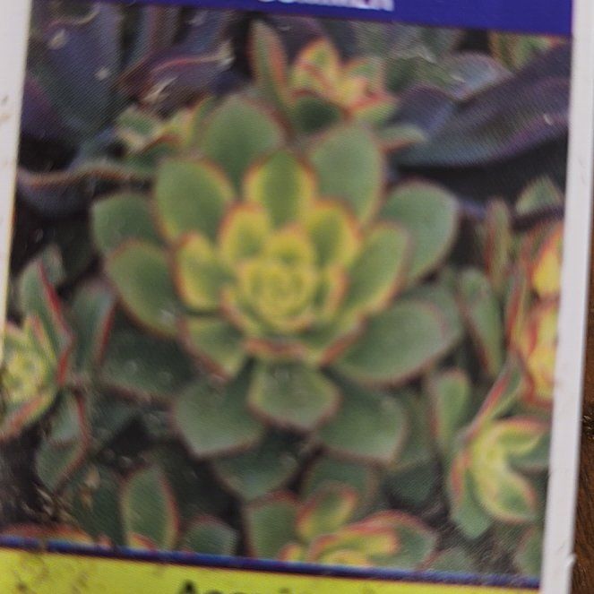 Photo of the plant species Aeonium 'Kiwi' by @CuteRedvein9 named Shakira on Greg, the plant care app