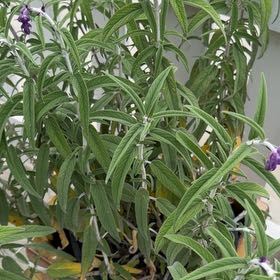 Photo of the plant species Mexican Bush Sage by @FoxyTamarind46 named Luna on Greg, the plant care app