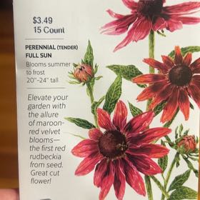 Photo of the plant species Rudbeckia 'Cherry Brandy' by @SereneRedpine36 named Kobe on Greg, the plant care app