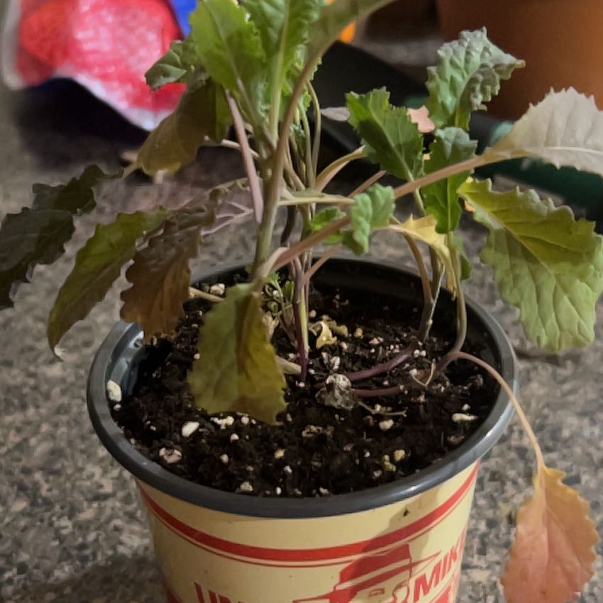 Photo of the plant species Kale by @SereneRedpine36 named Sampath on Greg, the plant care app