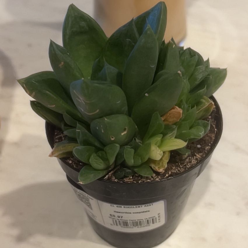 Photo of the plant species Star Window Plant by @TryLuronium31 named Maya on Greg, the plant care app