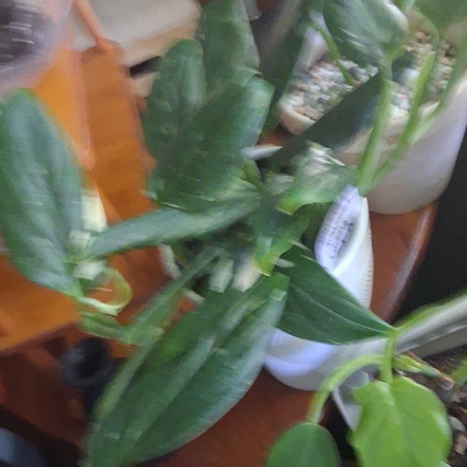 Photo of the plant species Cobra Monstera by @wontonGHgardens named Pax on Greg, the plant care app