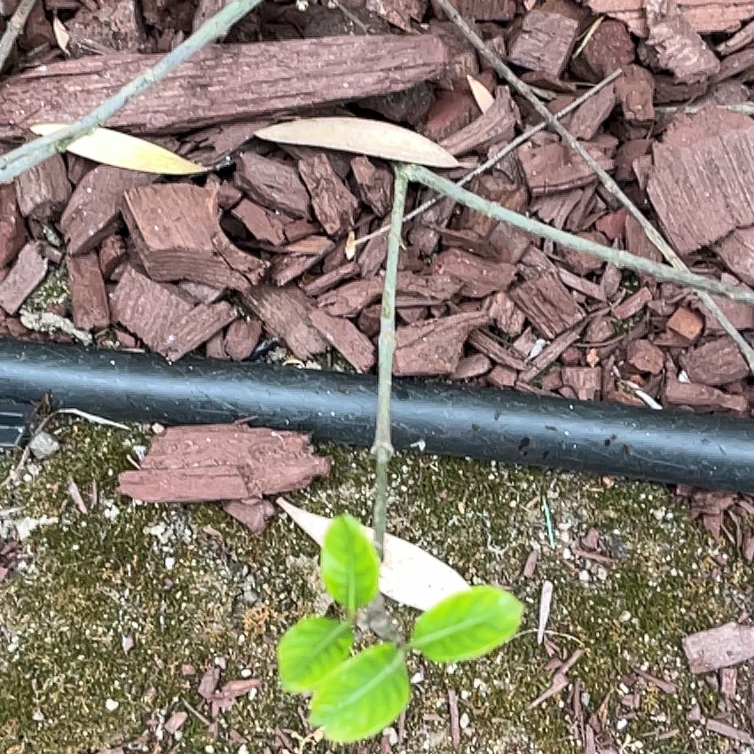 Photo of the plant species Gardenia by @BriskYuzu11 named Foxxy on Greg, the plant care app