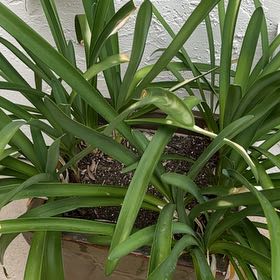 Photo of the plant species Blue Lily by @BriskYuzu11 named McKinley on Greg, the plant care app