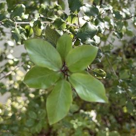 Photo of the plant species Black Matipo by @BriskYuzu11 named Luna on Greg, the plant care app