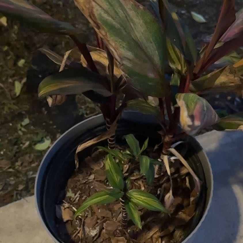 Photo of the plant species Cordyline by @KeyKonjac75 named Baby on Greg, the plant care app