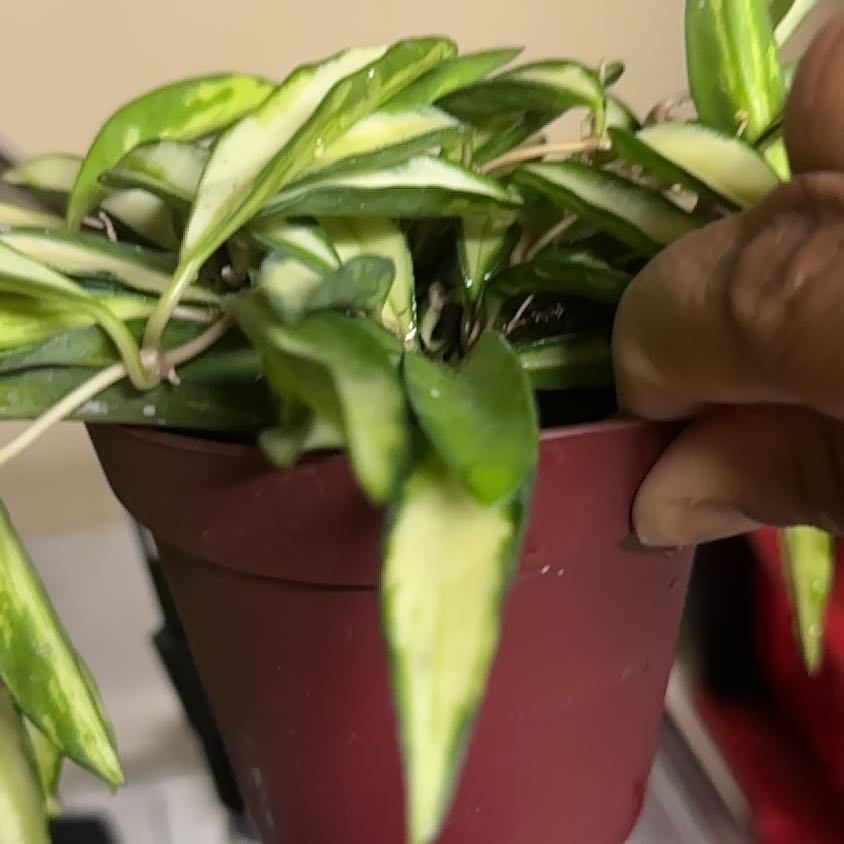 Photo of the plant species variegated hoya wayetii by @KeyKonjac75 named Achilles on Greg, the plant care app