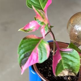 Photo of the plant species Party Time Alternanthera by @KeyKonjac75 named Willow on Greg, the plant care app