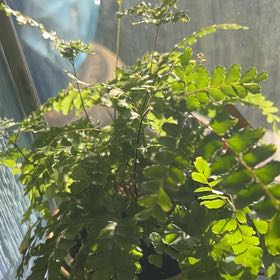 Photo of the plant species Rosy Maidenhair Fern by @WiredFantasy21 named fern on Greg, the plant care app