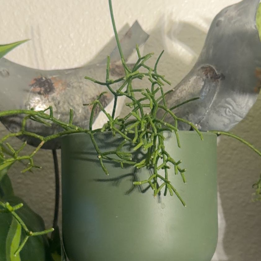 Photo of the plant species Rhipsalis baccifera by @GladTutu11 named ChloroPhil on Greg, the plant care app