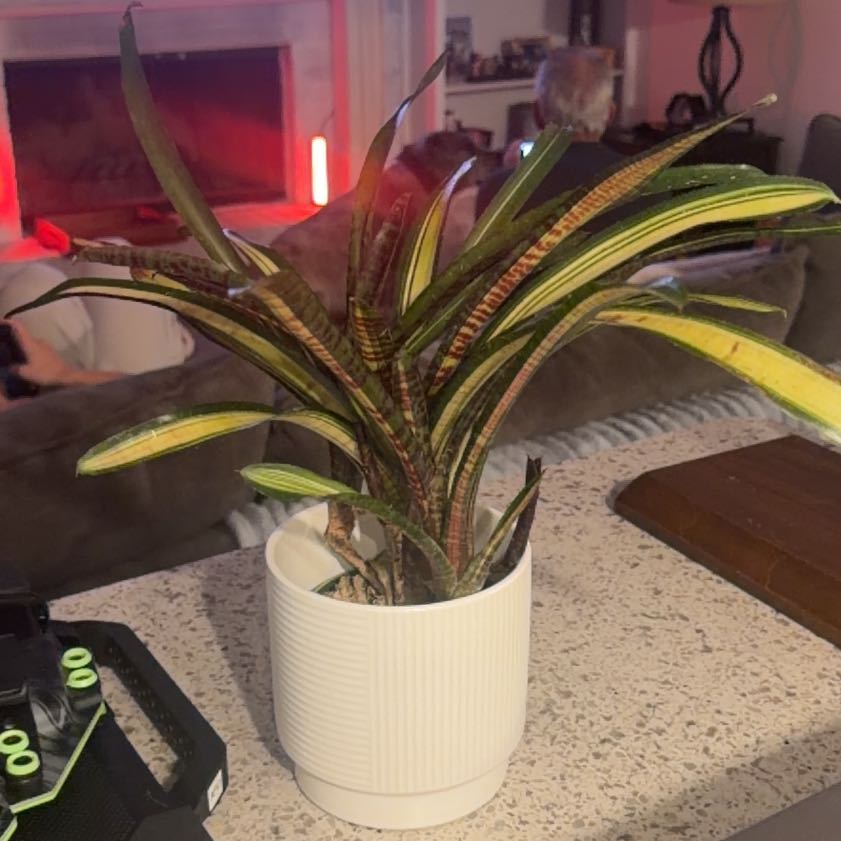 Photo of the plant species Variegata by @GladTutu11 named Athena on Greg, the plant care app