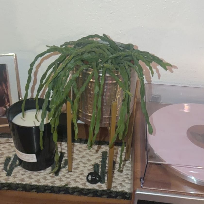Photo of the plant species Rhipsalis paradoxa by @GladTutu11 named Marilyn on Greg, the plant care app