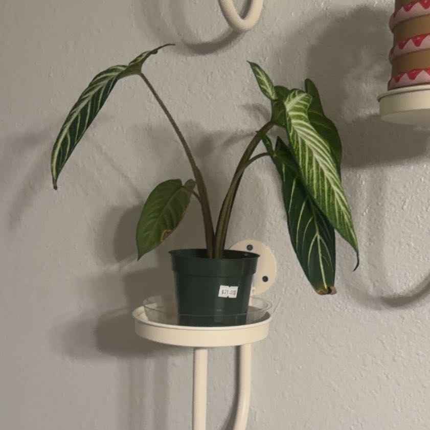 Photo of the plant species Xanthosoma Angel wings by @GladTutu11 named Delilah on Greg, the plant care app