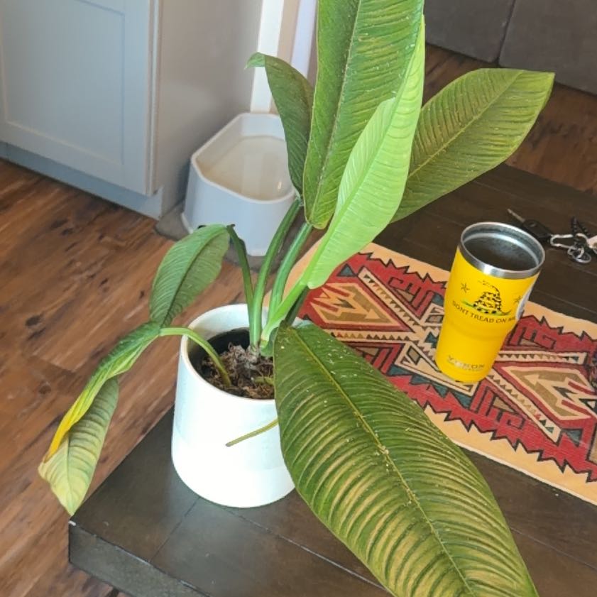Photo of the plant species Philodendron campii 'Lynette' by @GladTutu11 named Achilles on Greg, the plant care app