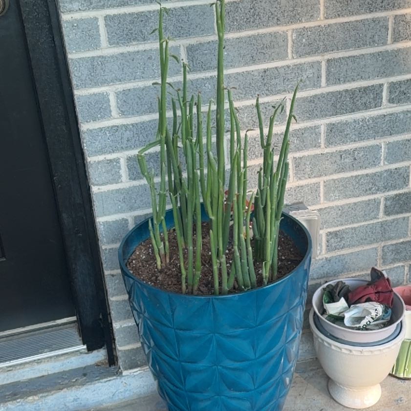 Photo of the plant species Slipper Plant by @GladTutu11 named Rosa on Greg, the plant care app