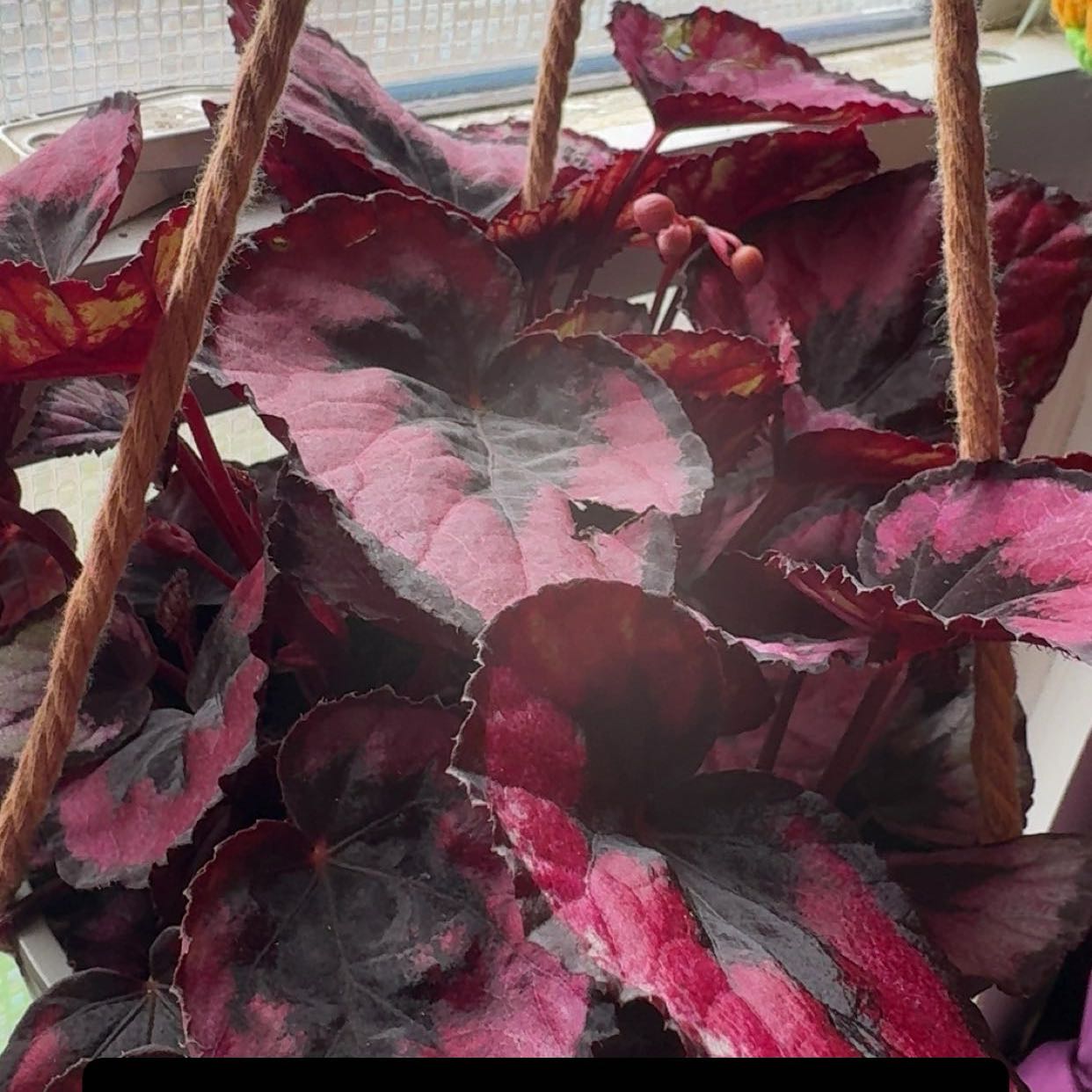 Photo of the plant species Rex Begonia Red Kiss by @SuperSilkvine13 named Bella on Greg, the plant care app