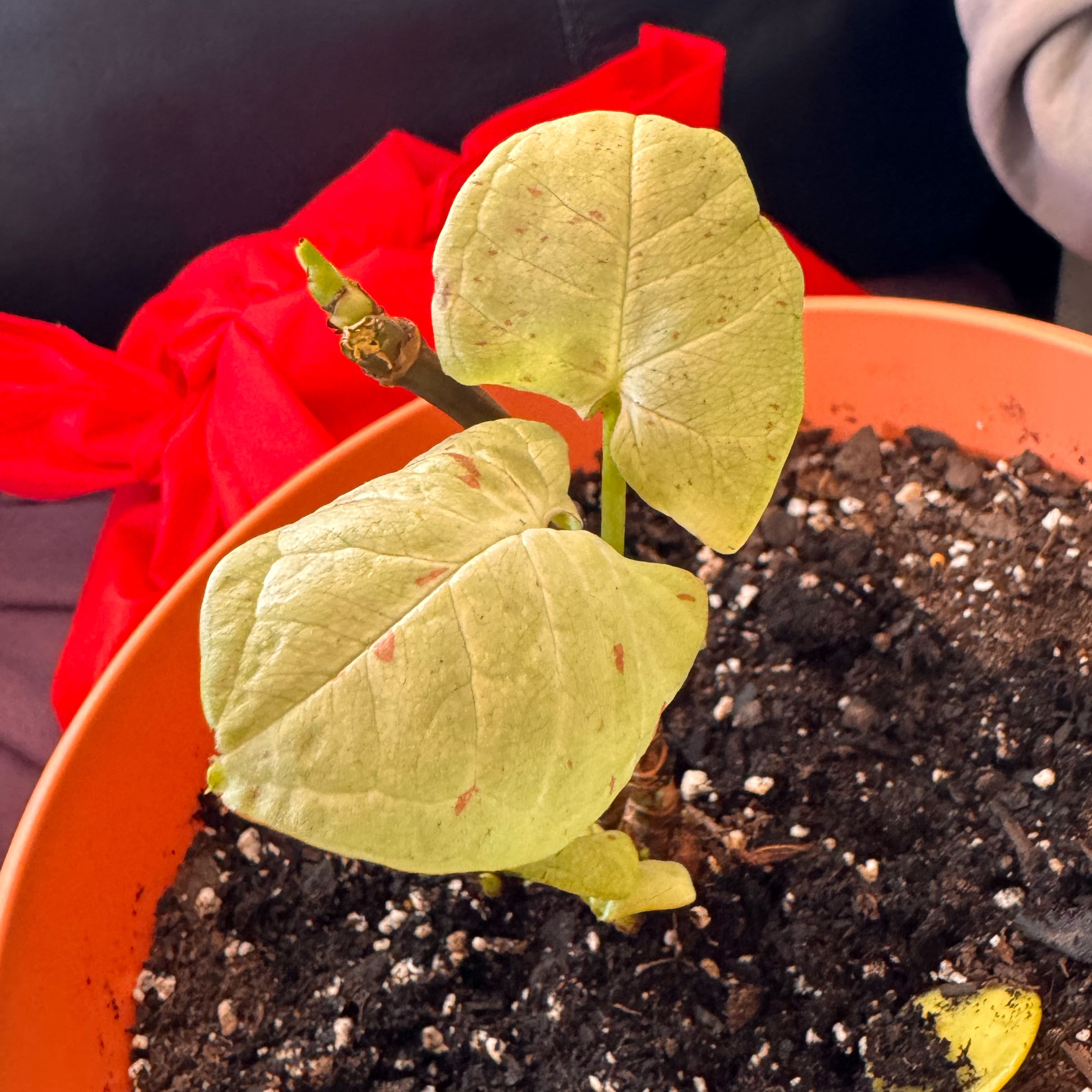 Photo of the plant species Arrowhead by @SuperSilkvine13 named Bruce Lee on Greg, the plant care app