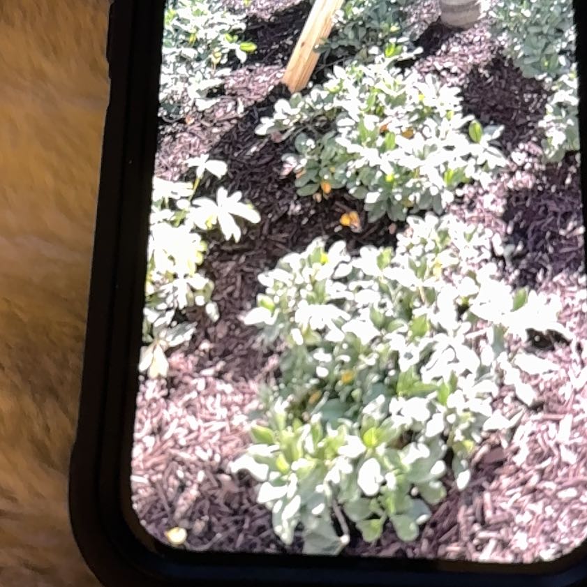 Photo of the plant species Mexican Orange Blossom by @WillRedwood86 named Leonardo on Greg, the plant care app