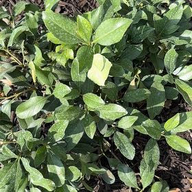 Photo of the plant species Sexton's Bride by @WillRedwood86 named Sahara on Greg, the plant care app