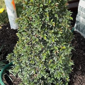 Photo of the plant species Brush Cherry by @WillRedwood86 named Oscar on Greg, the plant care app