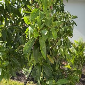 Photo of the plant species Button Mangrove by @WillRedwood86 named Naomi on Greg, the plant care app