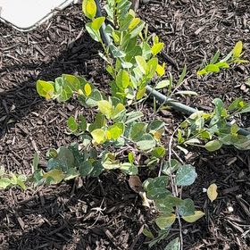 Photo of the plant species Coco Plum by @WillRedwood86 named ChloroPhil on Greg, the plant care app