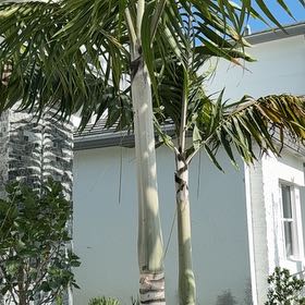 Photo of the plant species Christmas Palm by @WillRedwood86 named Cleopatra on Greg, the plant care app