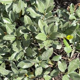 Photo of the plant species Mousehole Tree by @WillRedwood86 named Treeyoncé on Greg, the plant care app