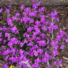 Photo of the plant species Lilacbush by @WillRedwood86 named James Dean on Greg, the plant care app