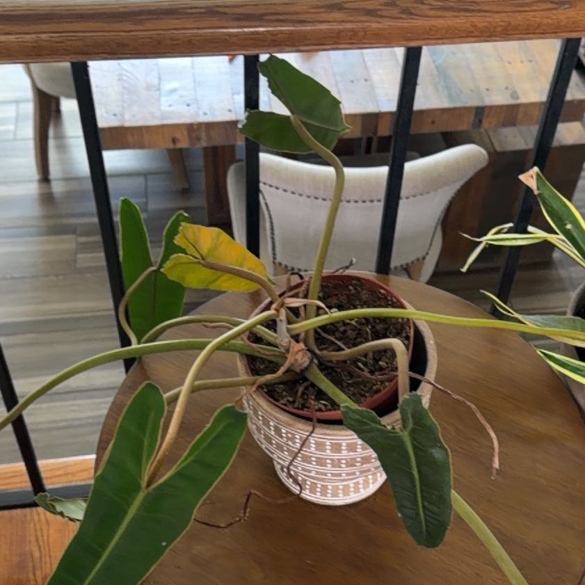 Photo of the plant species Philodendron 'Black Billietae' by @ProSeagrape51 named LiloStitch on Greg, the plant care app
