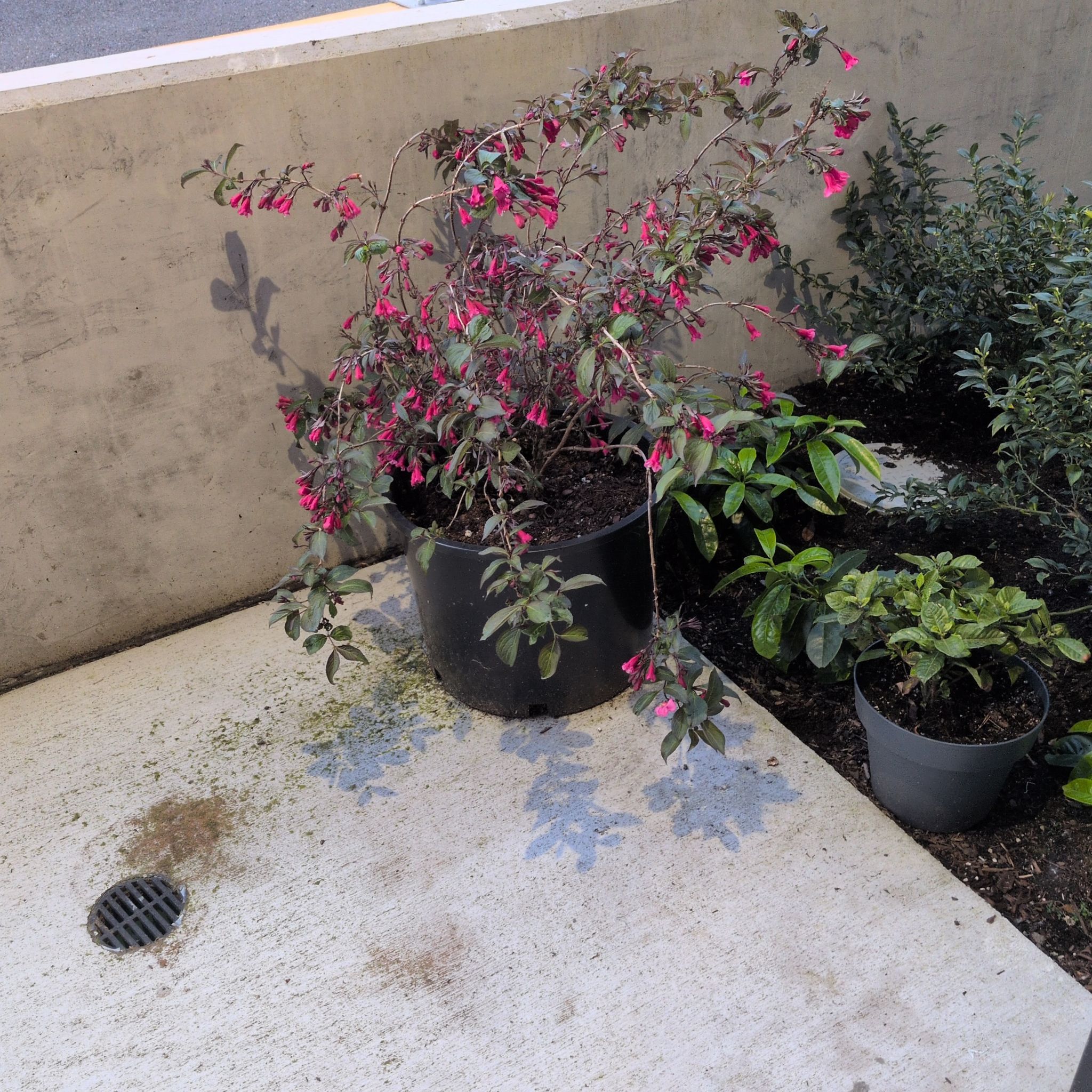 Photo of the plant species Weigela florida by @Katiekat92 named Naomi on Greg, the plant care app