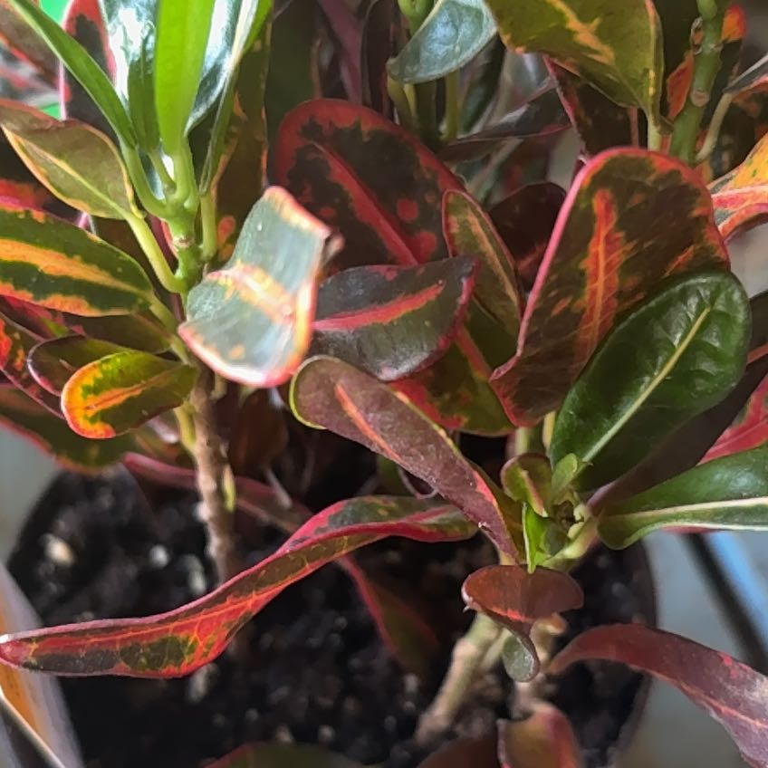 Photo of the plant species Luna Batik Croton by @SmartViszsla17 named Beyonce on Greg, the plant care app