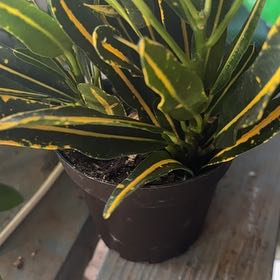 Photo of the plant species Banana Croton by @SmartViszsla17 named Forrest on Greg, the plant care app