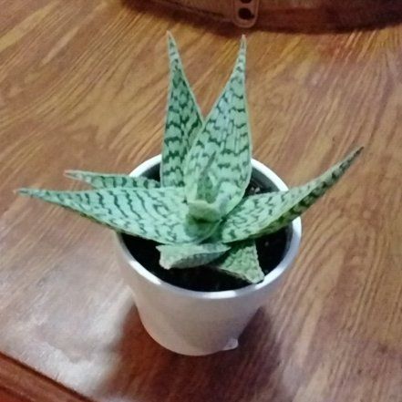 Photo of the plant species Star Aloe by @ToughRaspfern71 named Sonora on Greg, the plant care app