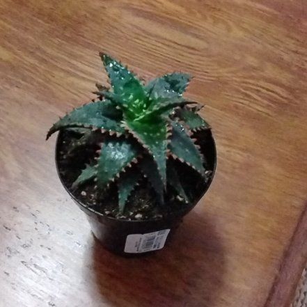 Photo of the plant species Aloe 'Lavender Star' by @ToughRaspfern71 named Eva on Greg, the plant care app