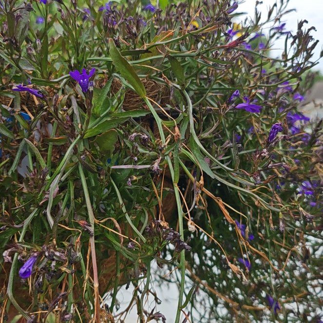 Photo of the plant species Edging Lobelia by @DandyFivespot14 named Ronaldo on Greg, the plant care app