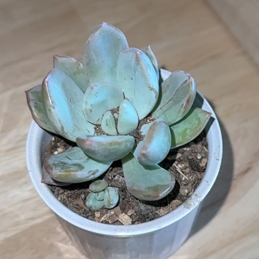 Photo of the plant species Pachyveria 'Blue Quartz' by @YeahLlavea94 named Muhammad Ali on Greg, the plant care app