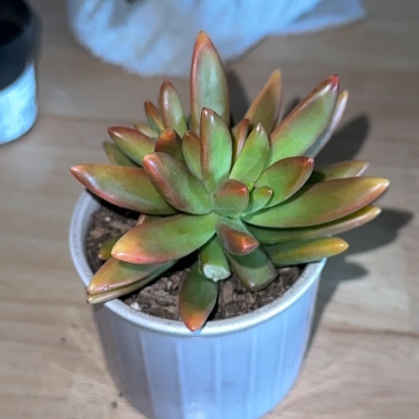 Photo of the plant species Sedum adolphi 'Ray of Light' by @YeahLlavea94 named Sir Plancelot on Greg, the plant care app