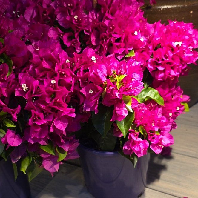 Photo of the plant species Lesser Bougainvillea by @CasaBubba named Sage on Greg, the plant care app