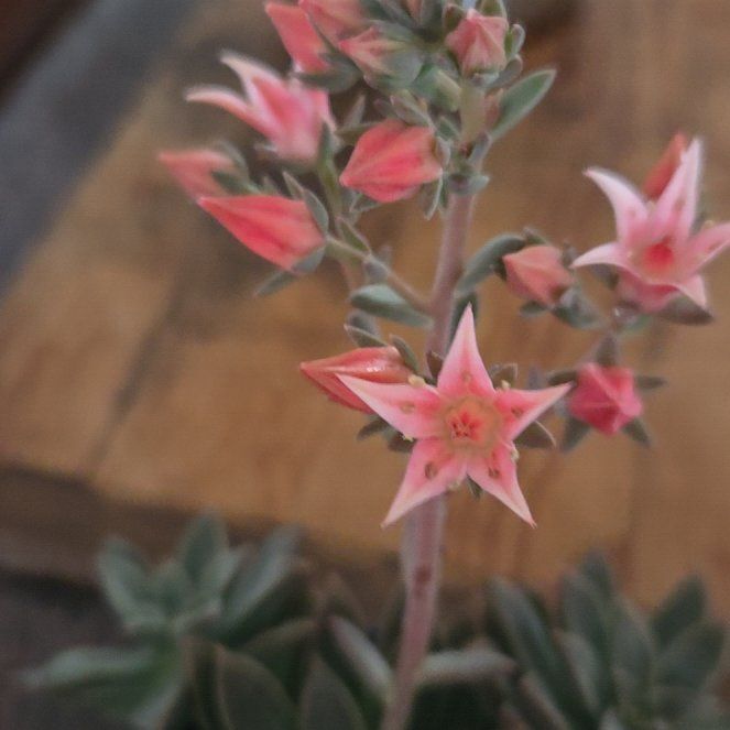 Photo of the plant species Graptoveria 'April Dawn' by @GladLionsear68 named Orlando Bloom on Greg, the plant care app