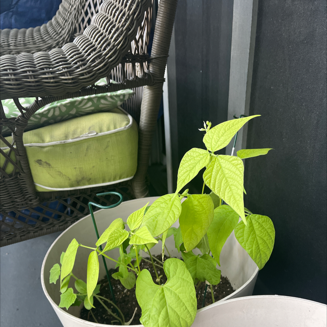 Corn plant photo by @Yalla_israel88 named Corn on Greg, the plant care app.