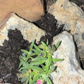 Photo of the plant species Chisme by @BabyKanna50 named Luna on Greg, the plant care app
